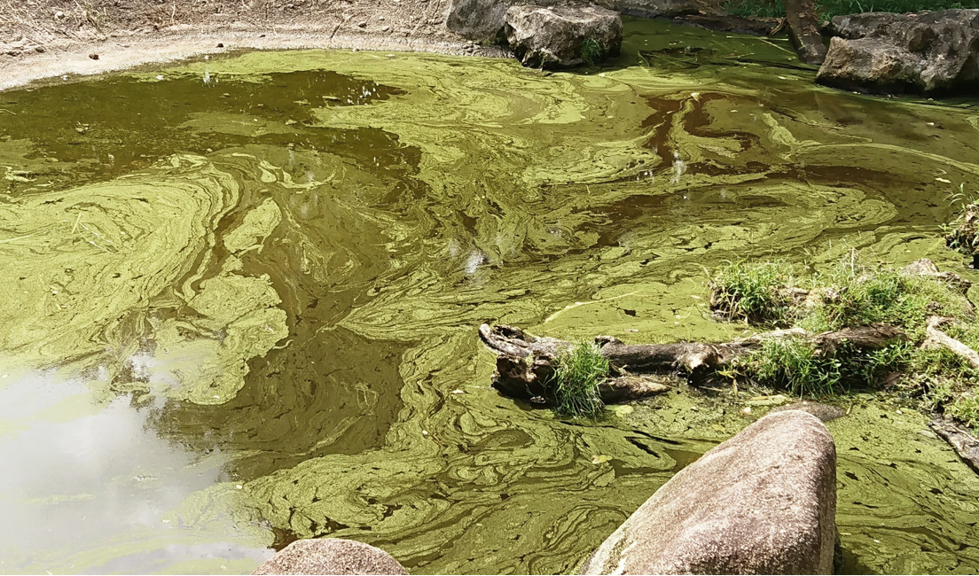 ICT Solution Predicting Algal Bloom Before It Occurs